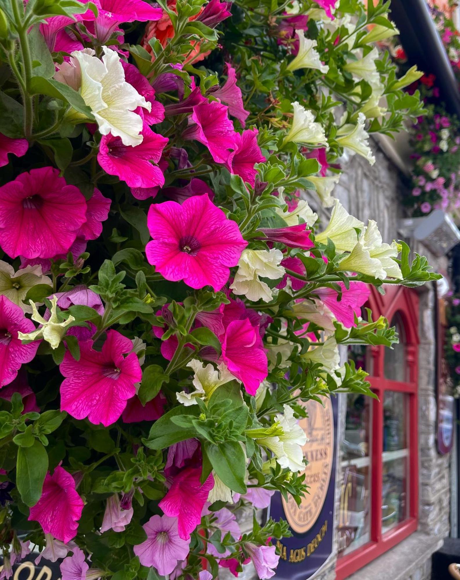 Foley's & Self Catering Homes Affittacamere Kenmare
