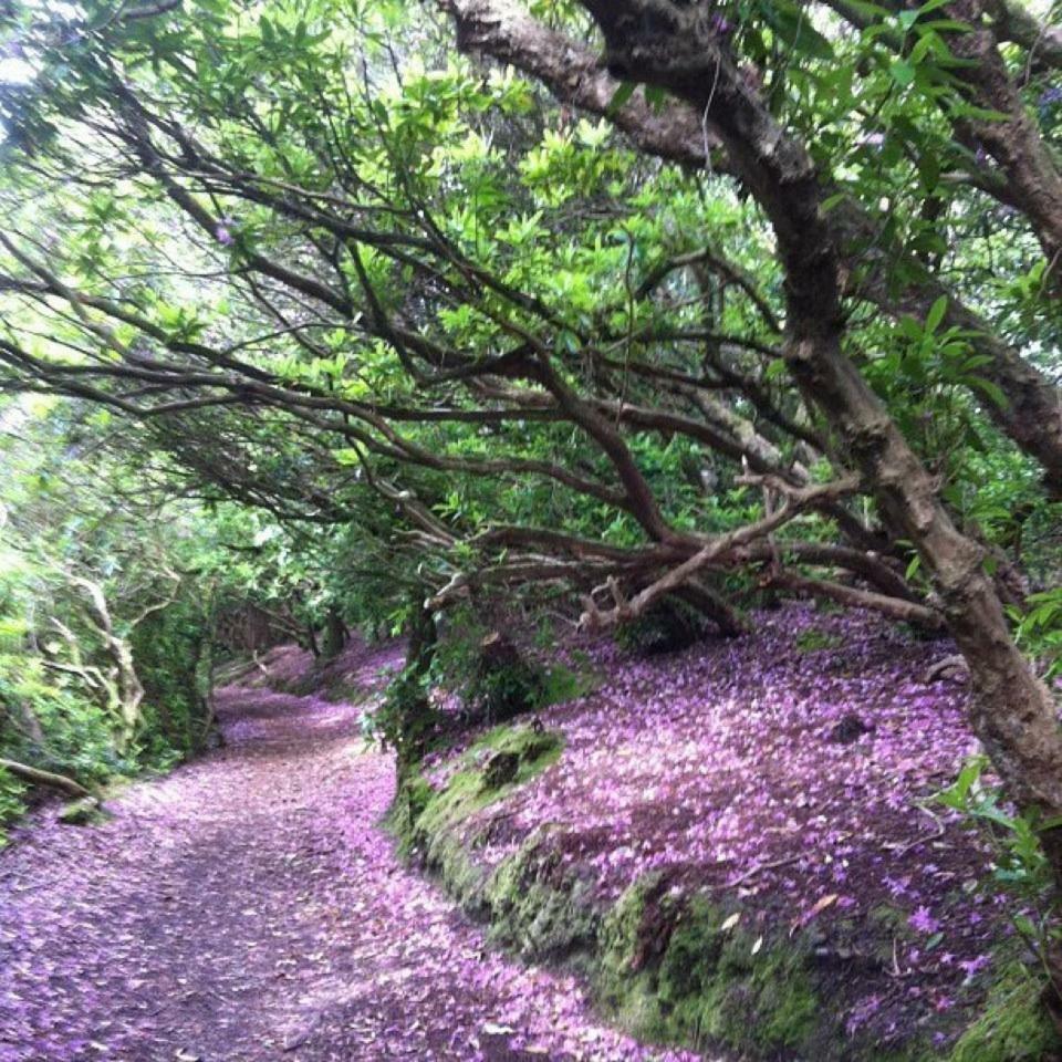 Affittacamere Foley's & Self Catering Homes Kenmare
